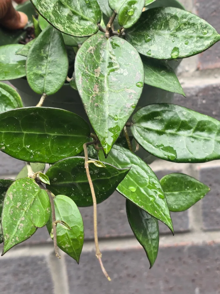 Hoya Plant 6"pot image indicator(4)