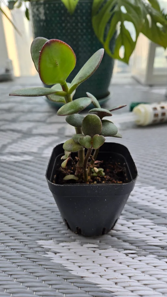 Two Small Jade Plants image indicator(2)