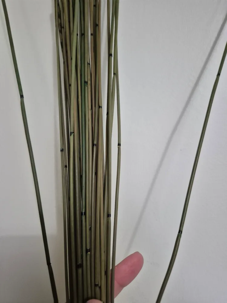 Decorative Bamboo Stalks image indicator(3)