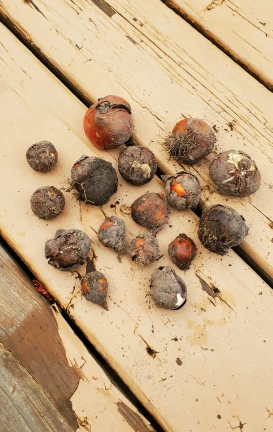 Tulip bulbs image indicator(3)