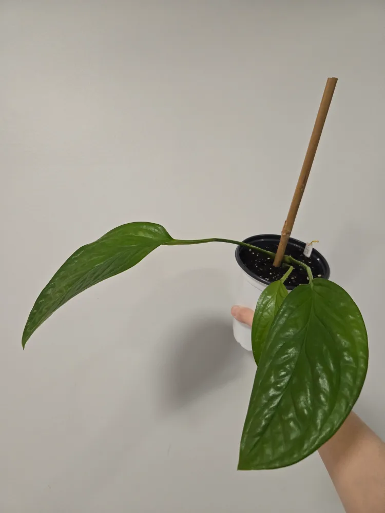 Monstera siam plant thumbnail
