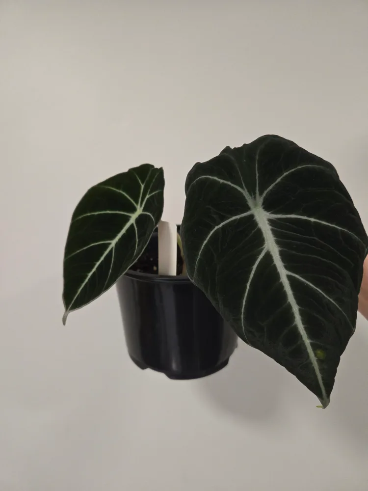 Alocasia Black Velvet Plant thumbnail
