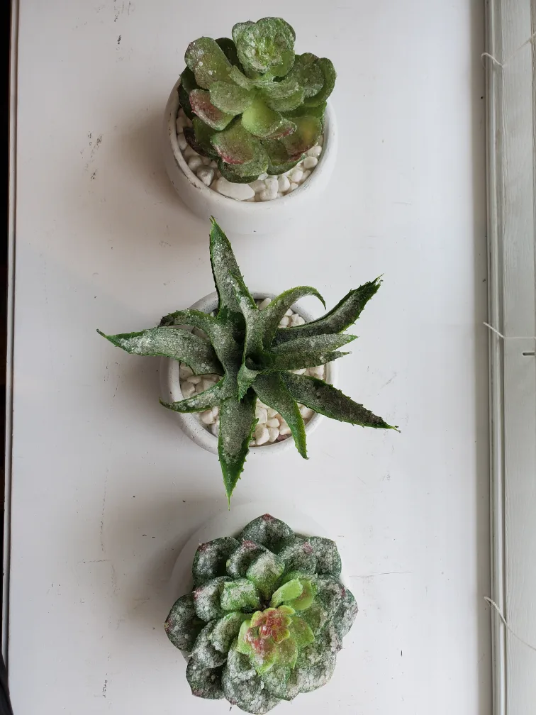 Artificial Succulents in White Pots - Set of 3 image indicator(3)