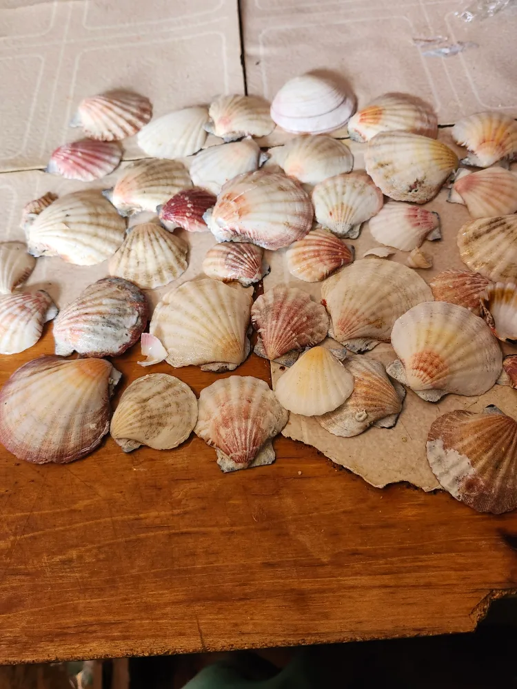 Seashells thumbnail