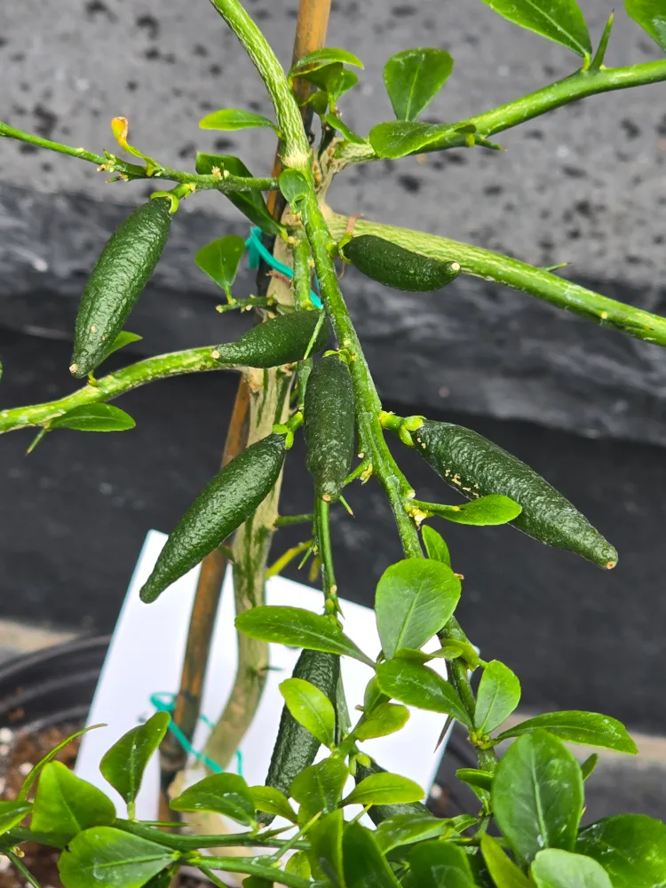 Australian Finger Lime Plant image indicator(4)