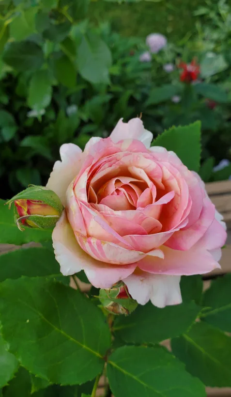 Marc Chagall image indicator(3)