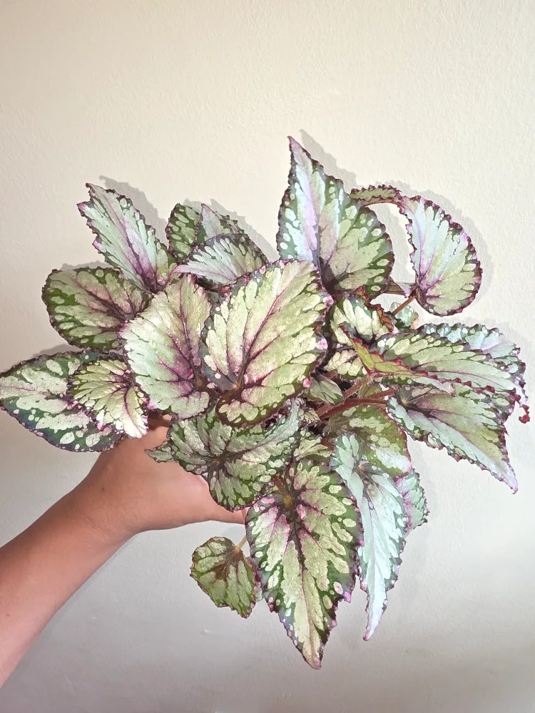 Begonia Rex thumbnail