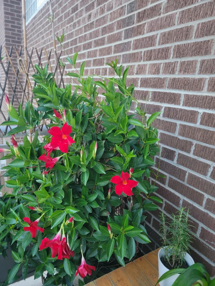Mandevilla Plant with Red Flowers image indicator(2)