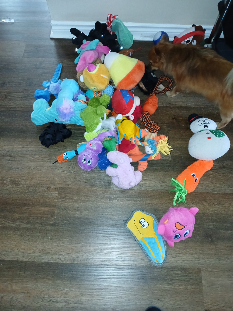 Free Assorted Plush Dog Toys