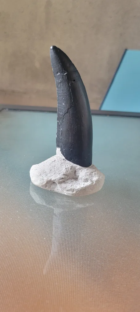 T-Rex Tooth Fossil Replica image indicator(2)