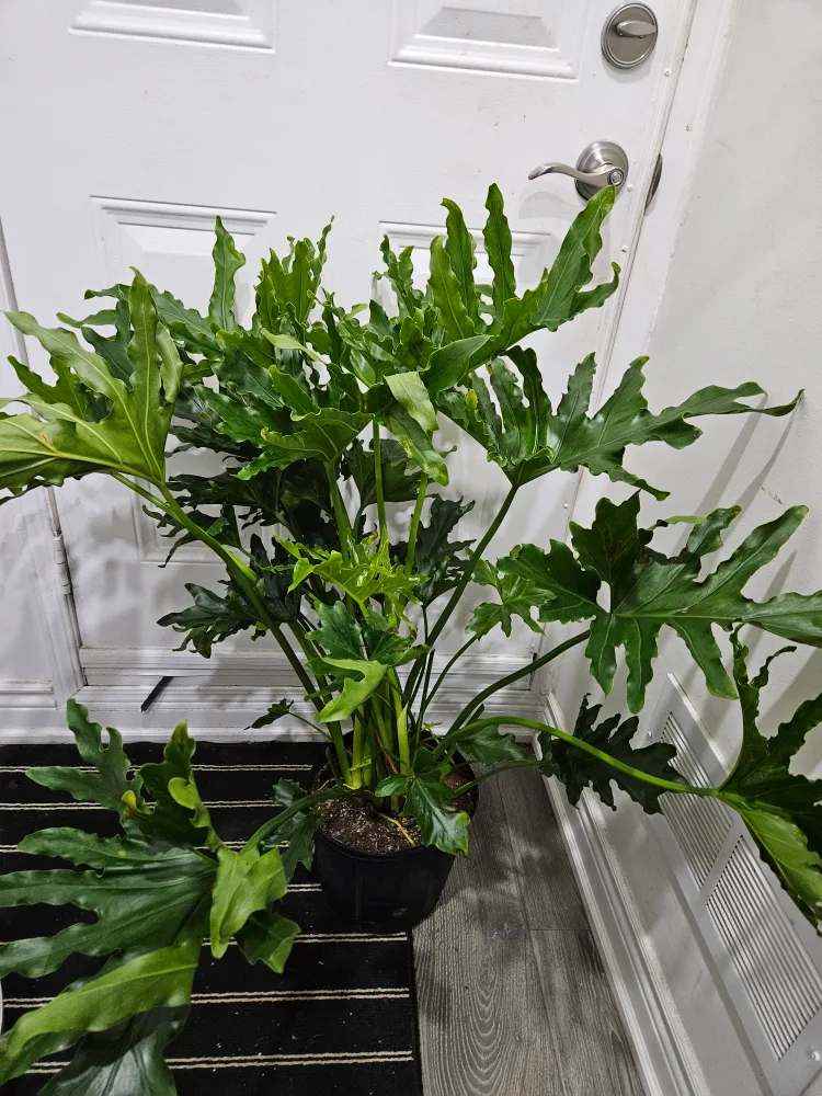 🥕Philodendron Selloum Plant🥕 image indicator(2)