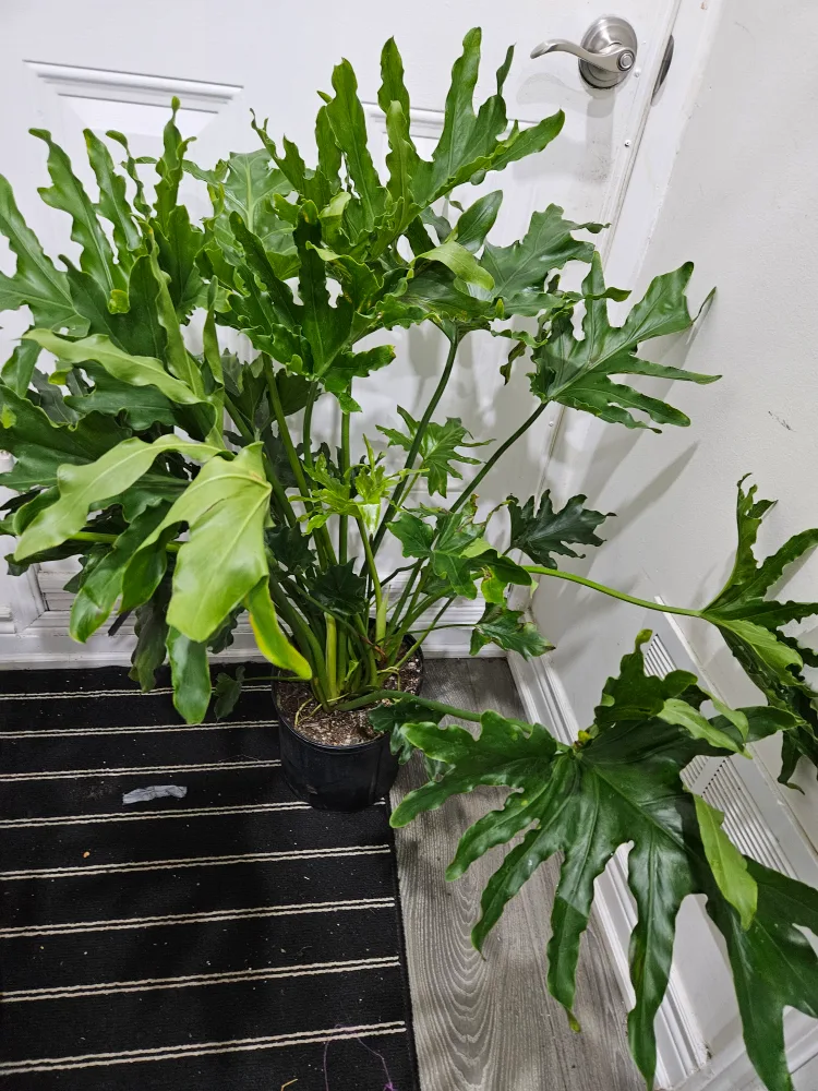 🥕Philodendron Selloum Plant🥕 image indicator(3)