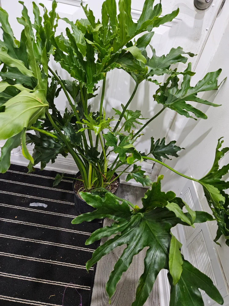 🥕Philodendron Selloum Plant🥕 image indicator(4)