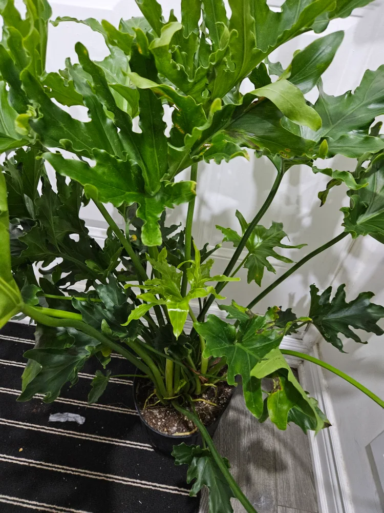 🥕Philodendron Selloum Plant🥕 image indicator(5)