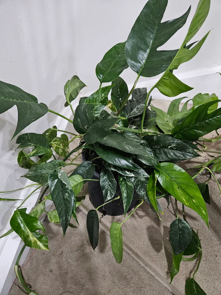 Epipremnum albo variegated image indicator(2)