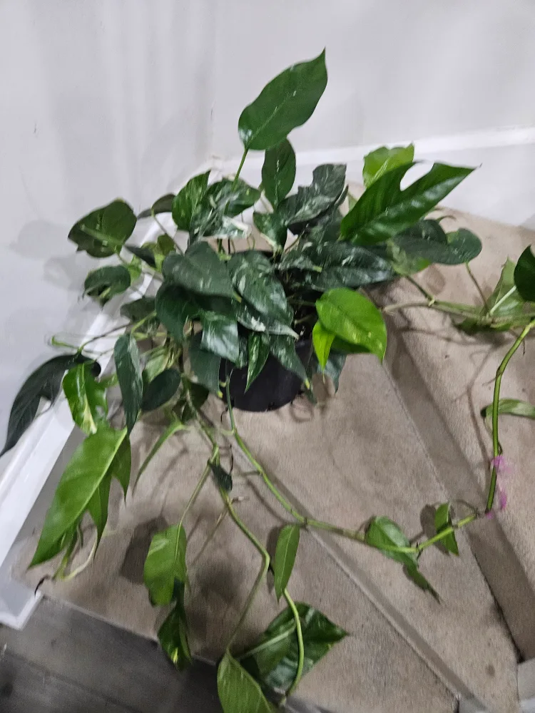 Epipremnum albo variegated image indicator(3)