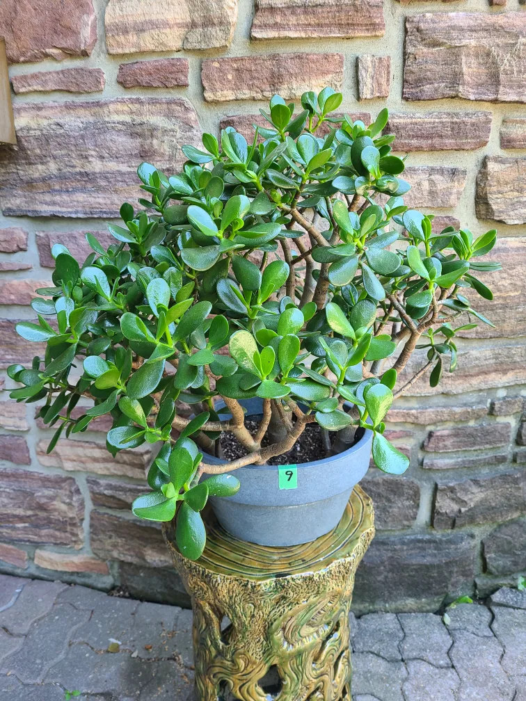 Large Jade Plant #9 thumbnail
