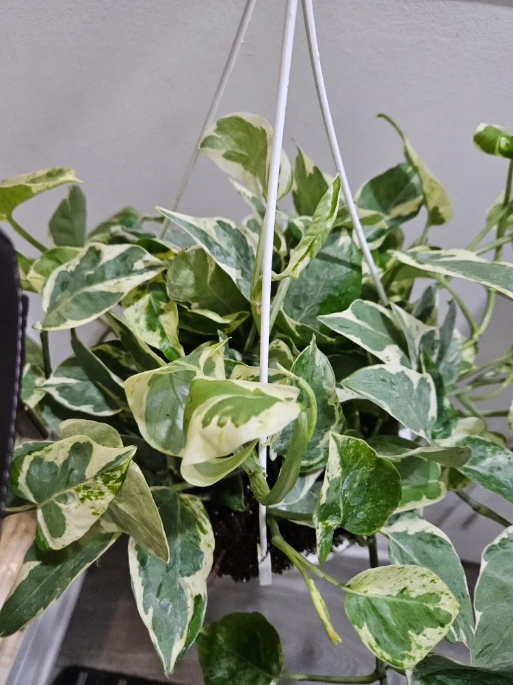 Pothos Plant Hanging Basket image indicator(2)