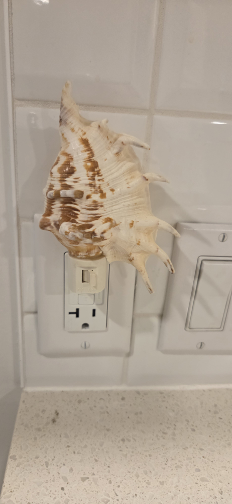 Seashell Night Light - photo 3
