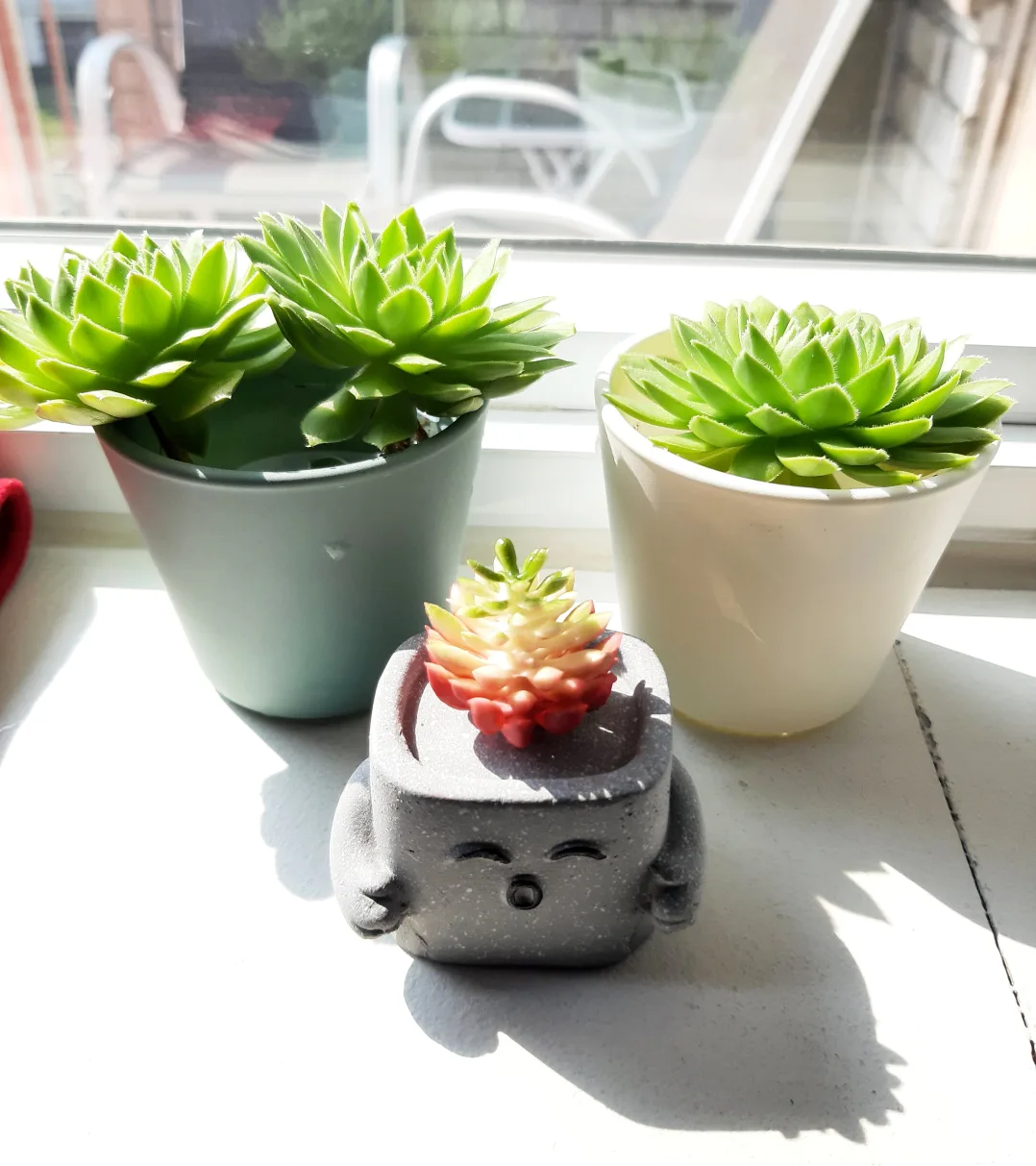 Succulent Plant Heads - Well Rooted image indicator(6)