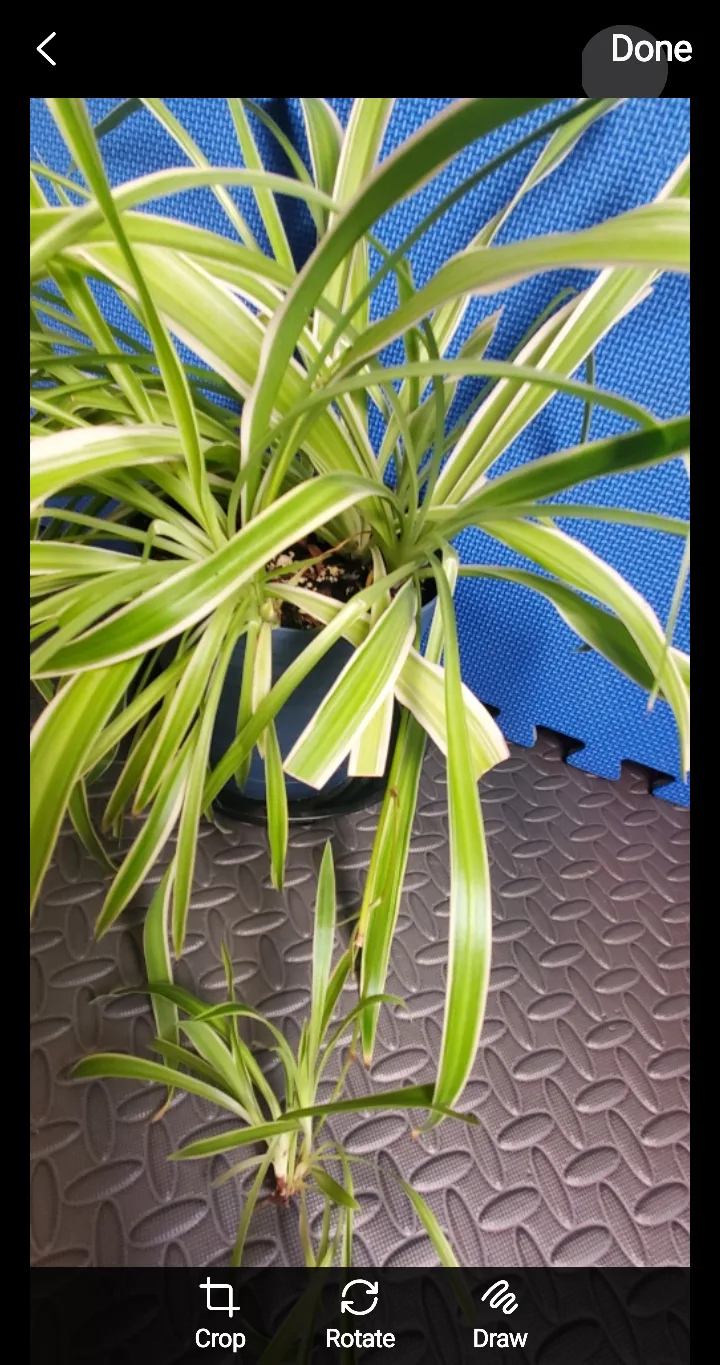 Spider Plant with Pup image indicator(4)