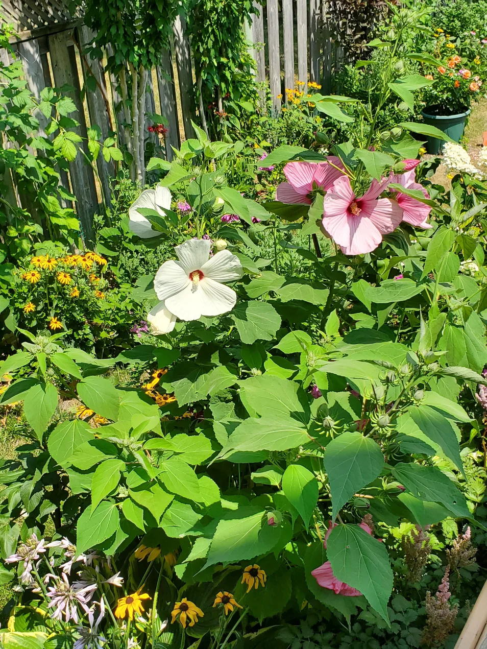 Hibiscus moscheutos image indicator(5)