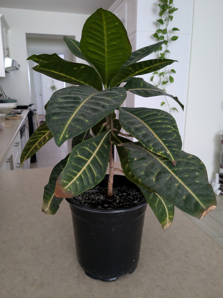Potted Croton Plant