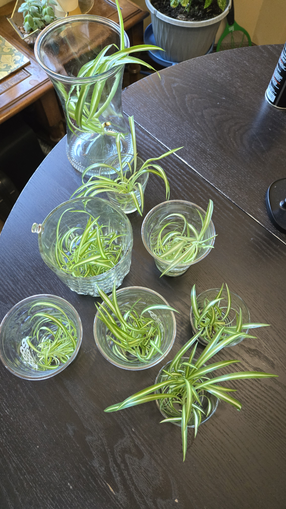 Spider Plant Cuttings - photo 2