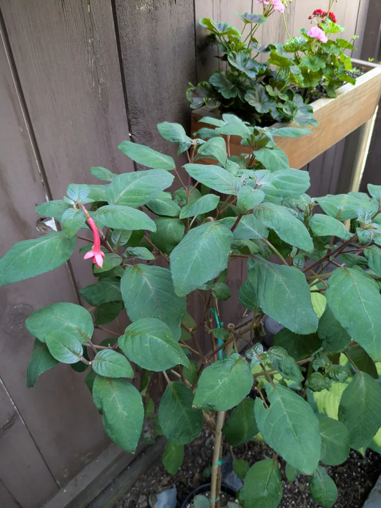 Fushcia plant approximately 3 feet including the pot thumbnail