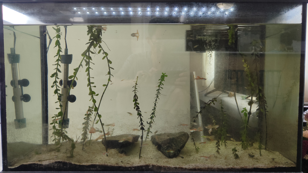 29 Gallon Fish Tank Aquarium - photo 3