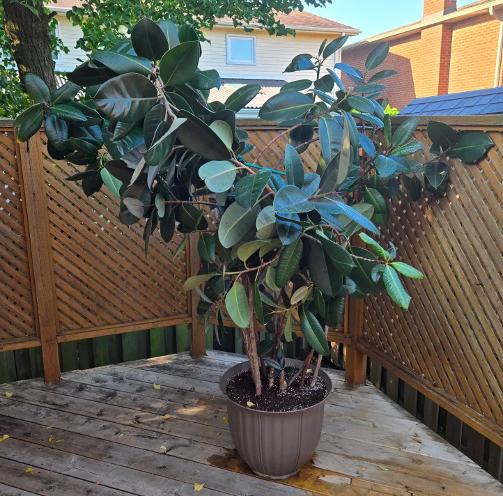 Burgundy Ficus Elastica Rubber Tree image indicator(5)