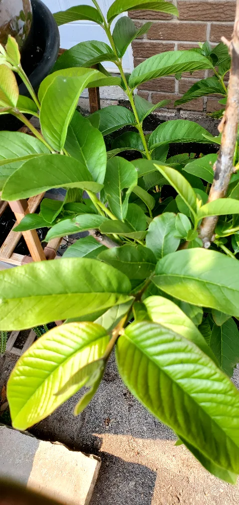 Mature guava plant thumbnail