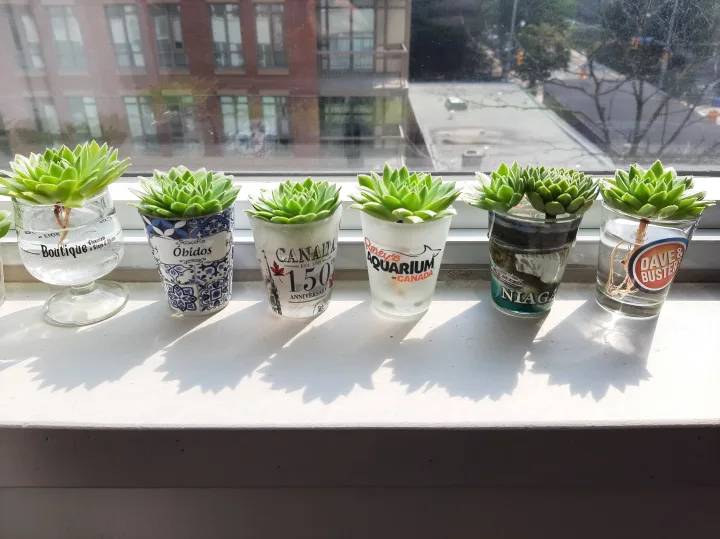 Succulent Plant Heads - Well Rooted image indicator(5)