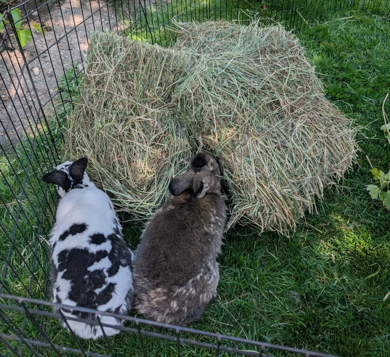 Timothy hay Approximately 2.5 kilograms image indicator(4)