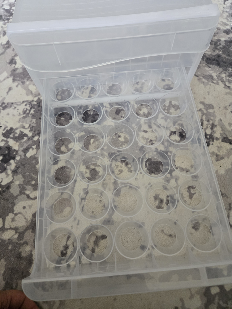 Clear Plastic Storage Egg Container - photo 2