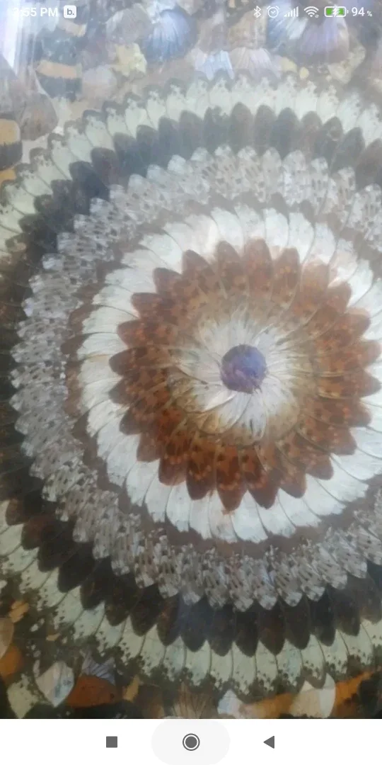 Butterfly Wing Art in Frame image indicator(4)