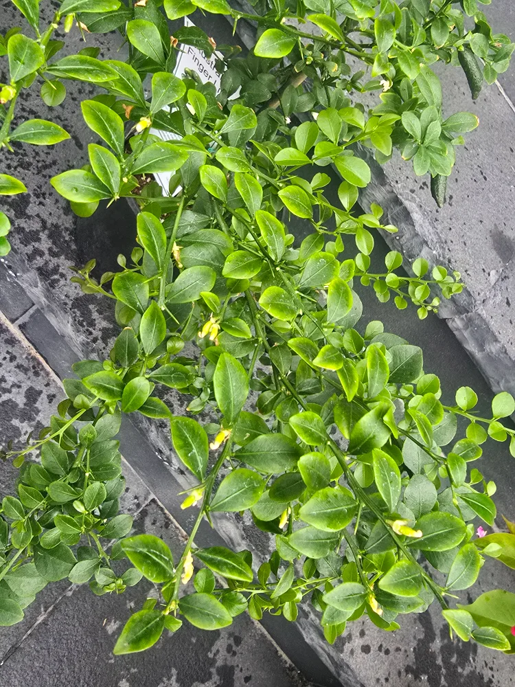Australian Finger Lime Plant image indicator(3)