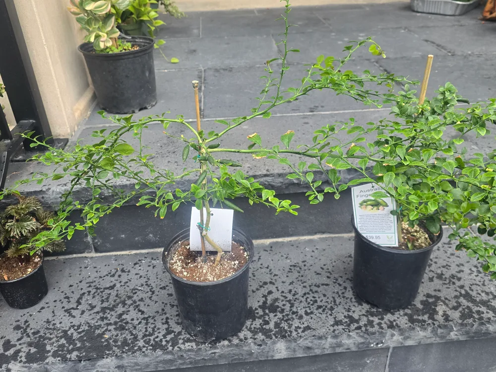 Australian Finger Lime Plant image indicator(5)