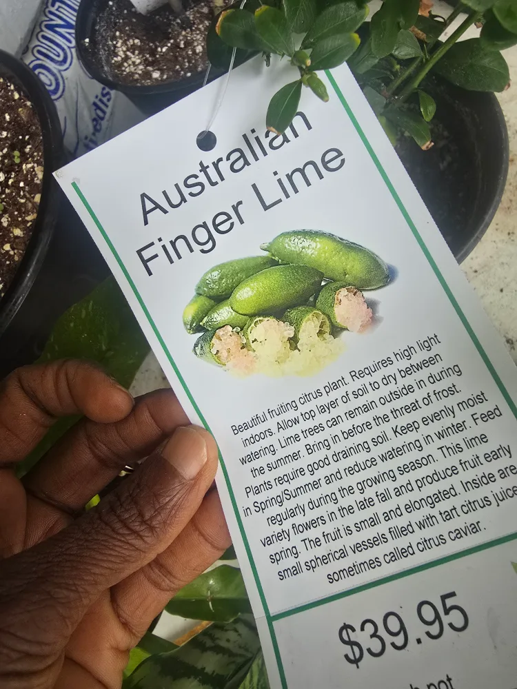 Australian Finger Lime Plant image indicator(6)