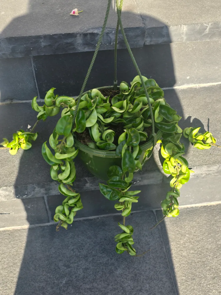 Hoya Carnosa Compacta (Hindu Rope). 8"hanging baskets image indicator(4)
