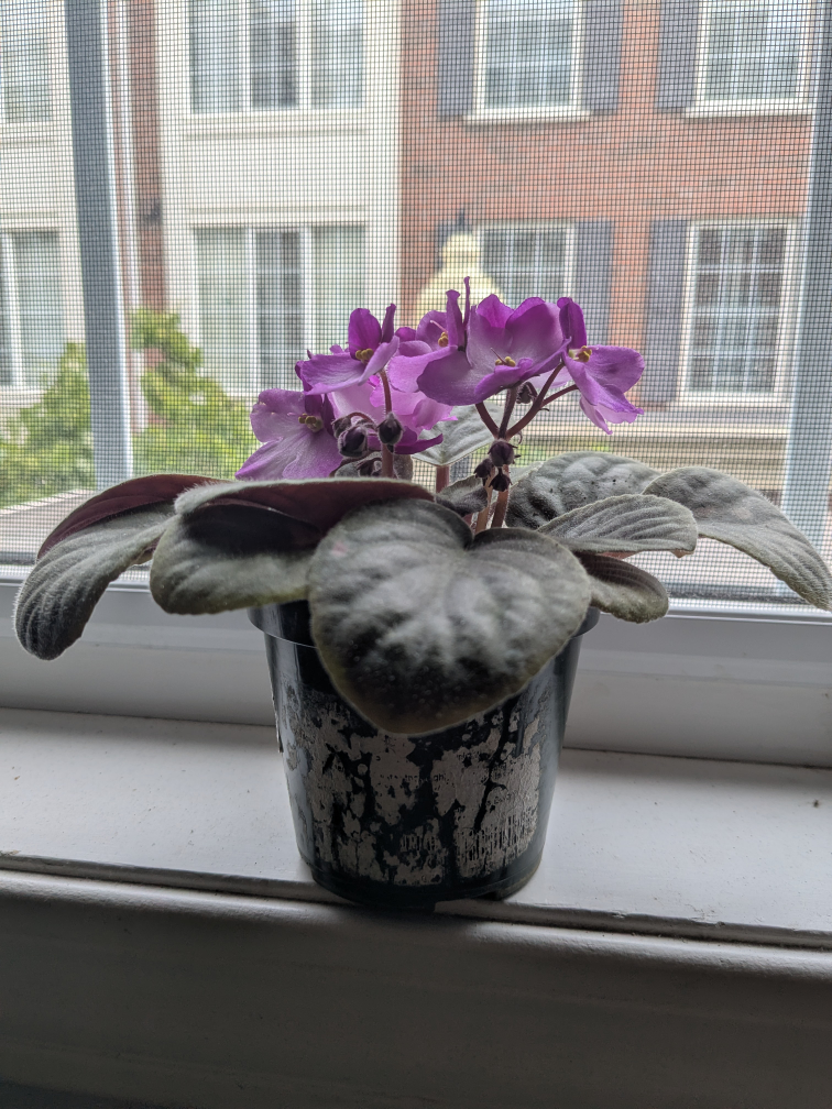 House plants - photo 2