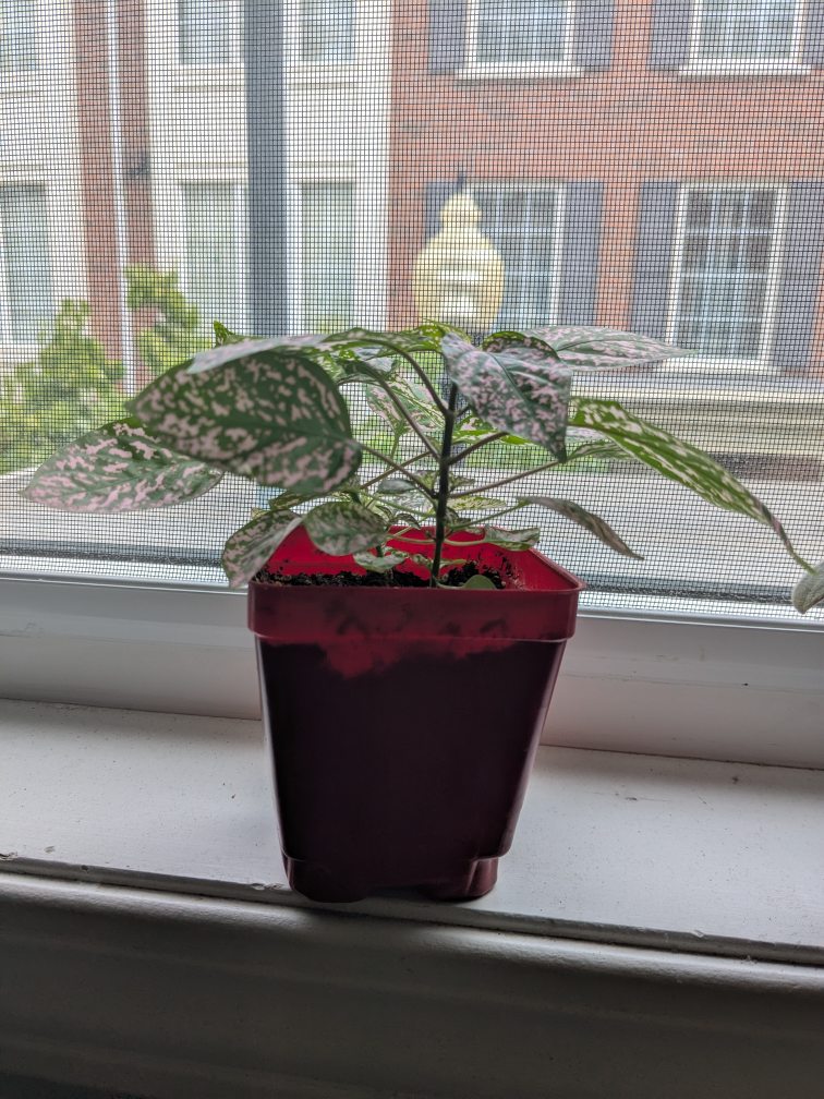 House plants - photo 4