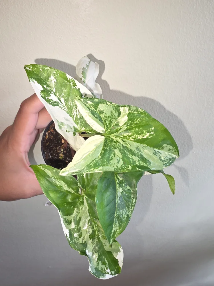 Variegated Syngonium Albo thumbnail