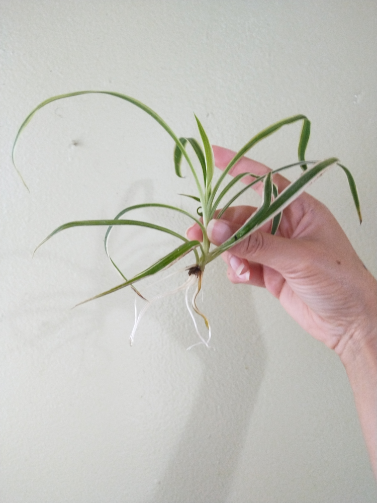Spider Plant saplings