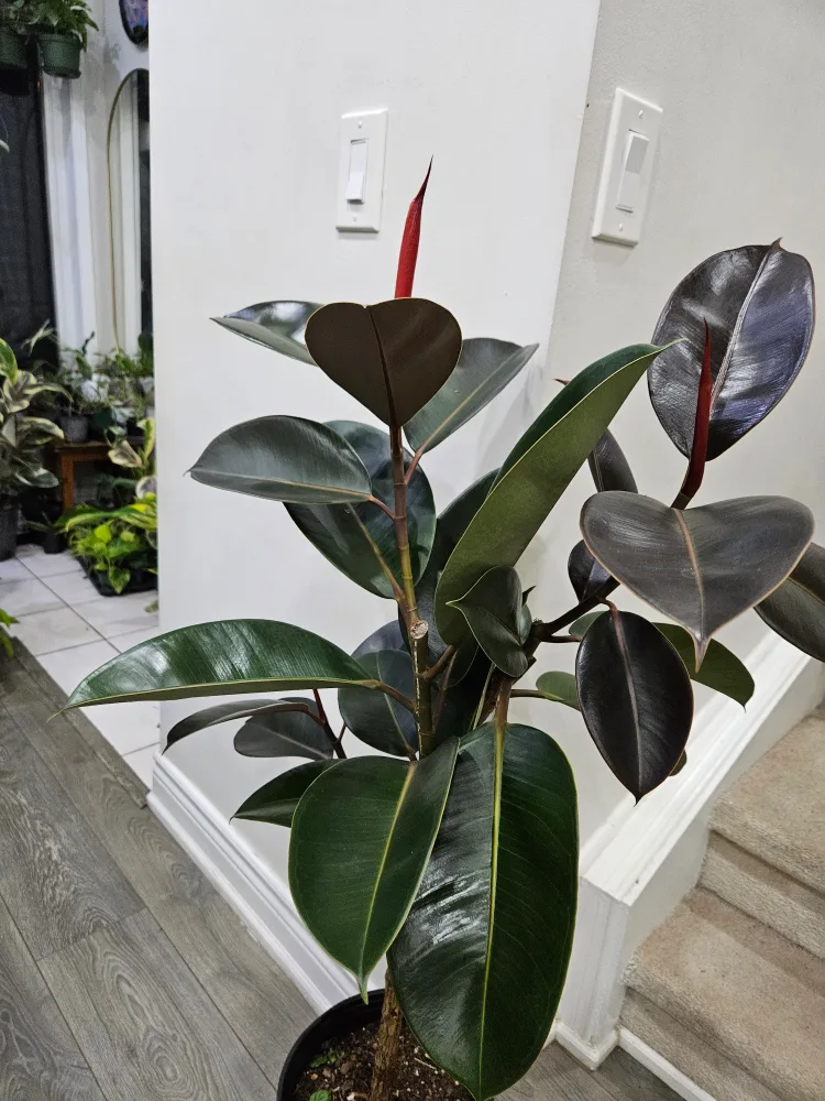 Ficus Elastica Plant image indicator(2)
