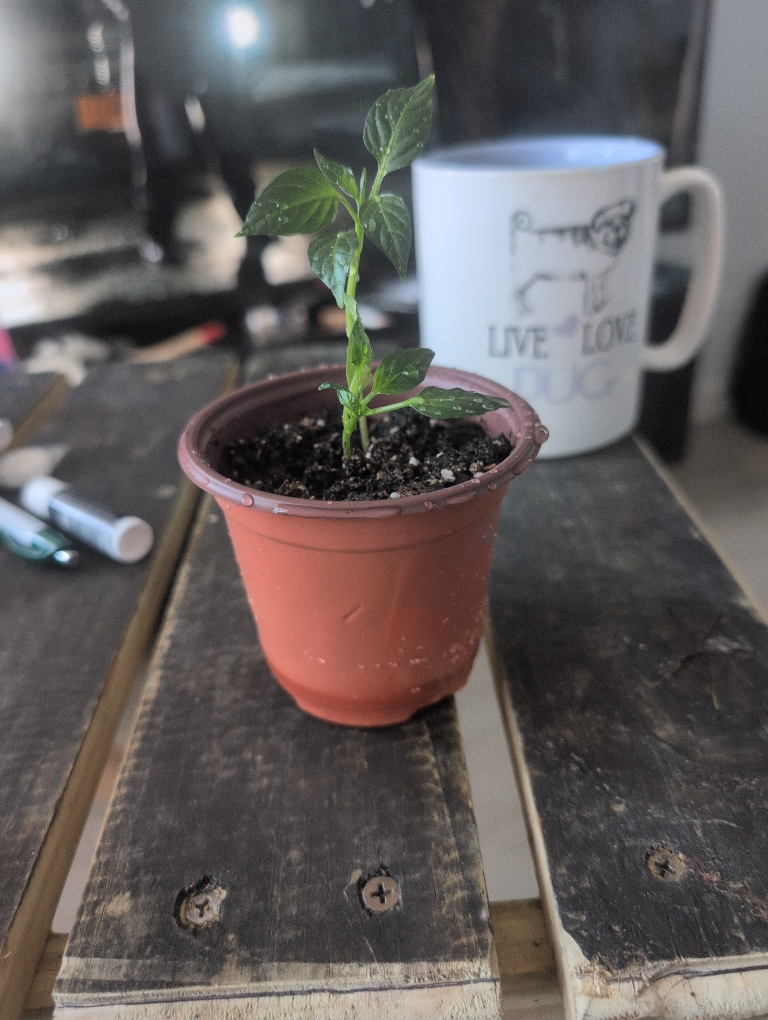 Small Pepper Plant Seedling