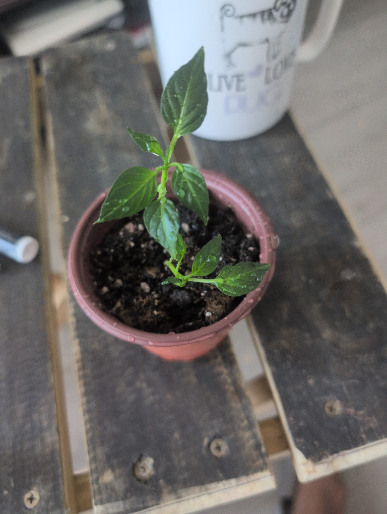 Small Pepper Plant Seedling - photo 2