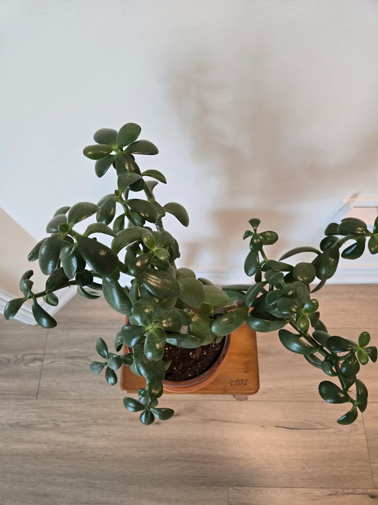 Jade Plant in Terracotta Pot thumbnail