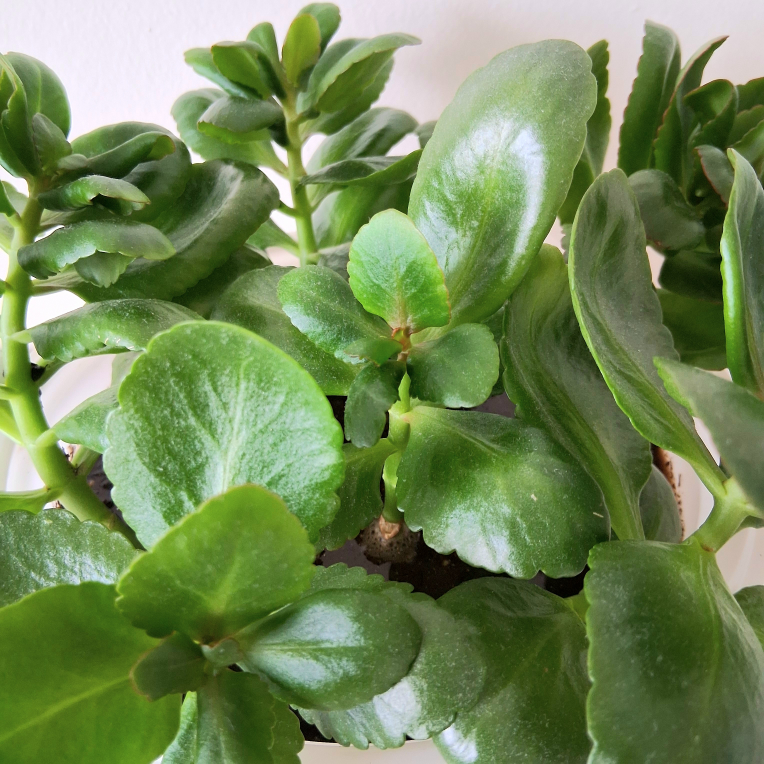 🌱 Kalanchoe 🌻 - photo 3