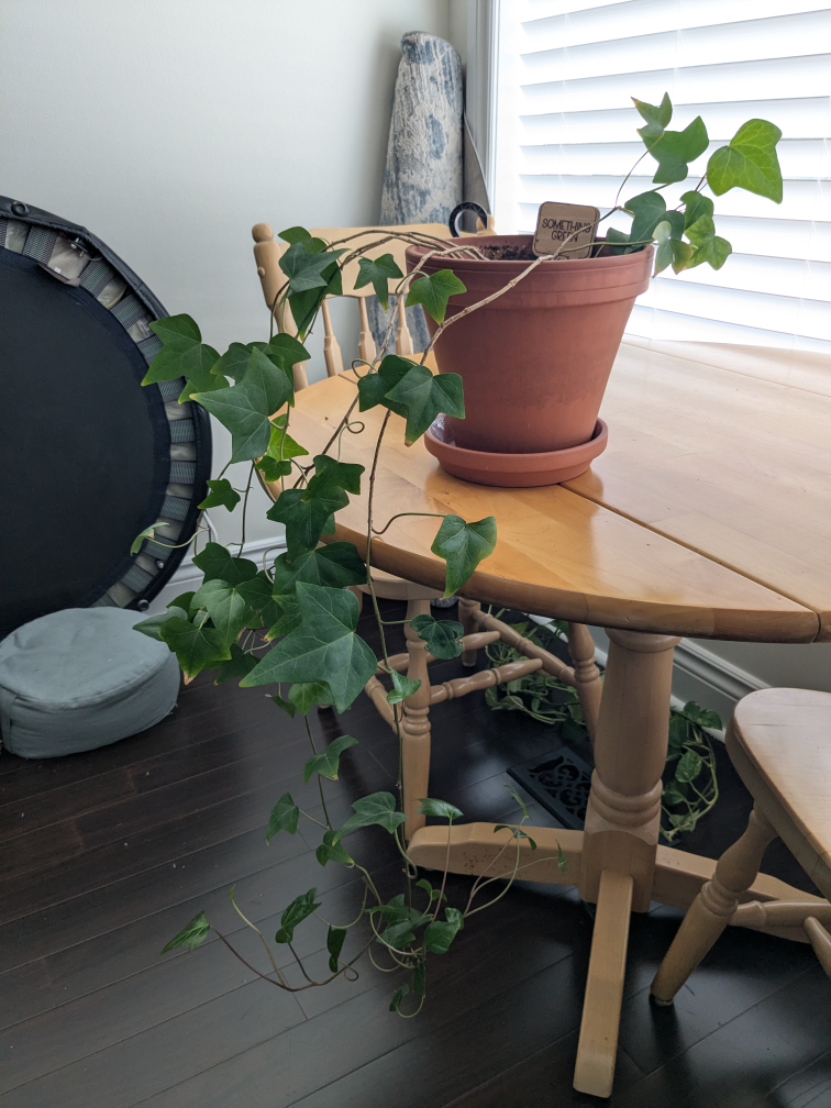 Potted English Ivy Plant